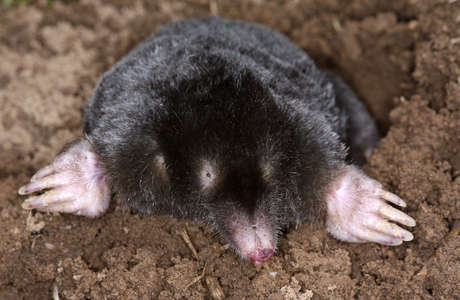 Maulwurf (Talpa europaea) - © Gernot Kunz